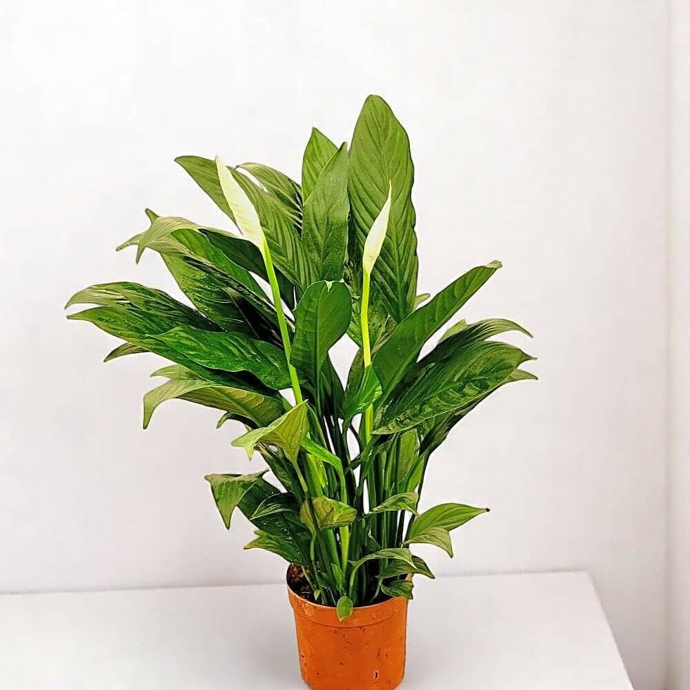 Spathiphyllum view 1