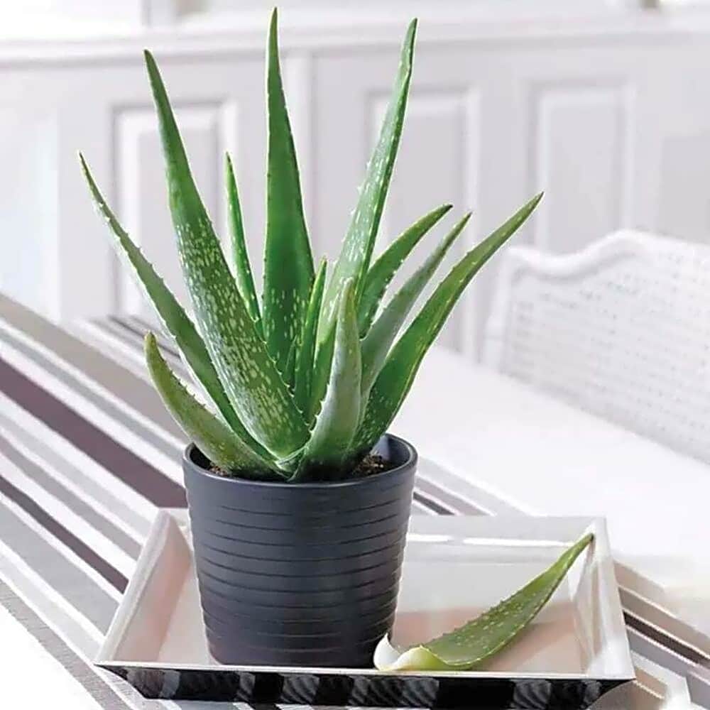 Aloe Vera Plant in Black Pot view 1