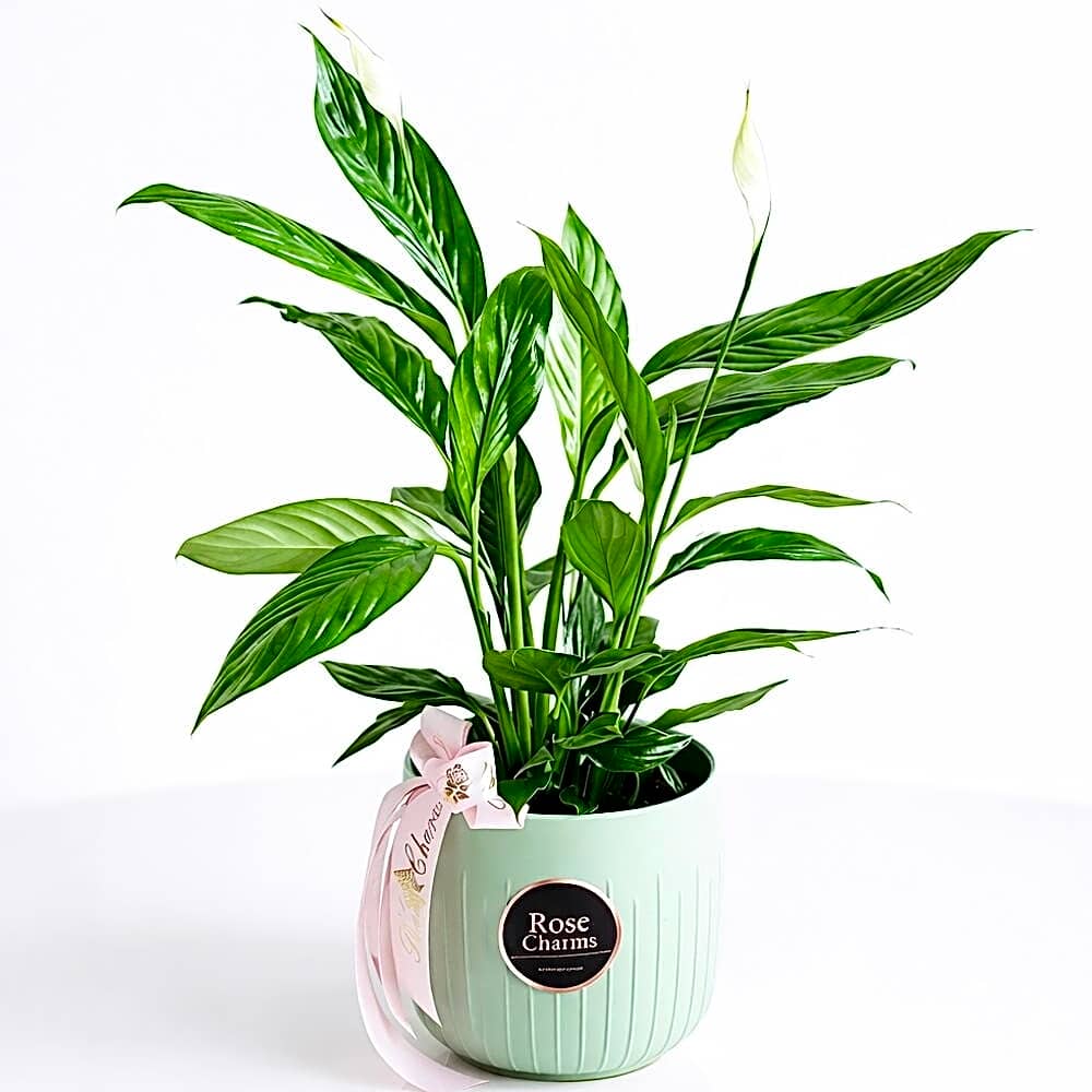 Peace Lilly Spathiphyllum Indoor Plant