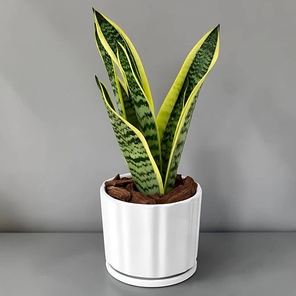 Snake Plant (Mini) view 1