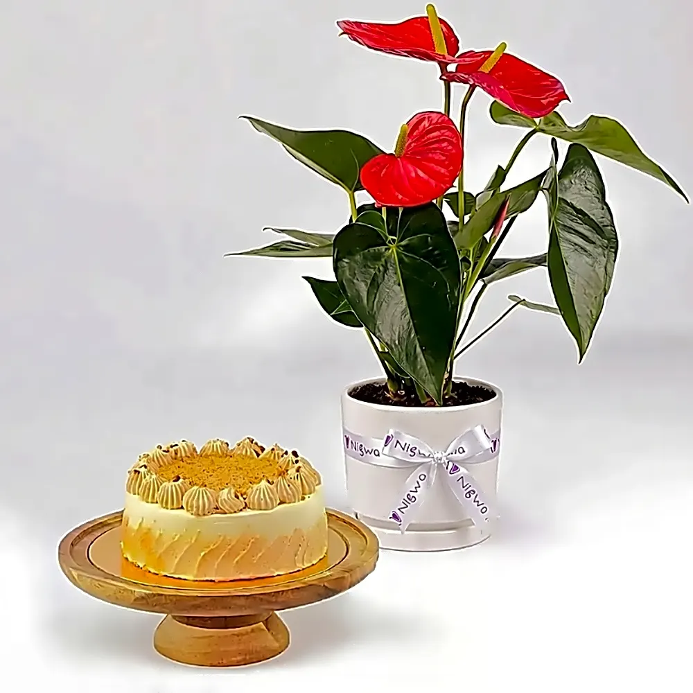 Butterscotch Cake and PlantsBirthday Gift, Celebration Gift, Premium Gift Combo, هدية عيد ميلاد, هدية احتفال, هدية متكاملة فاخرة
