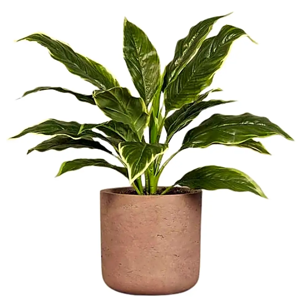 Artificial Hosta Plant.