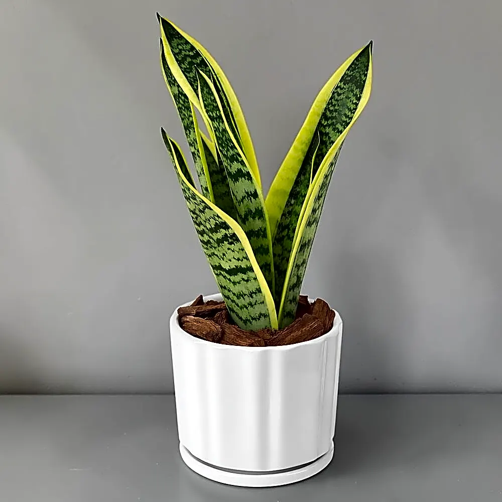 Snake Plant (Mini)