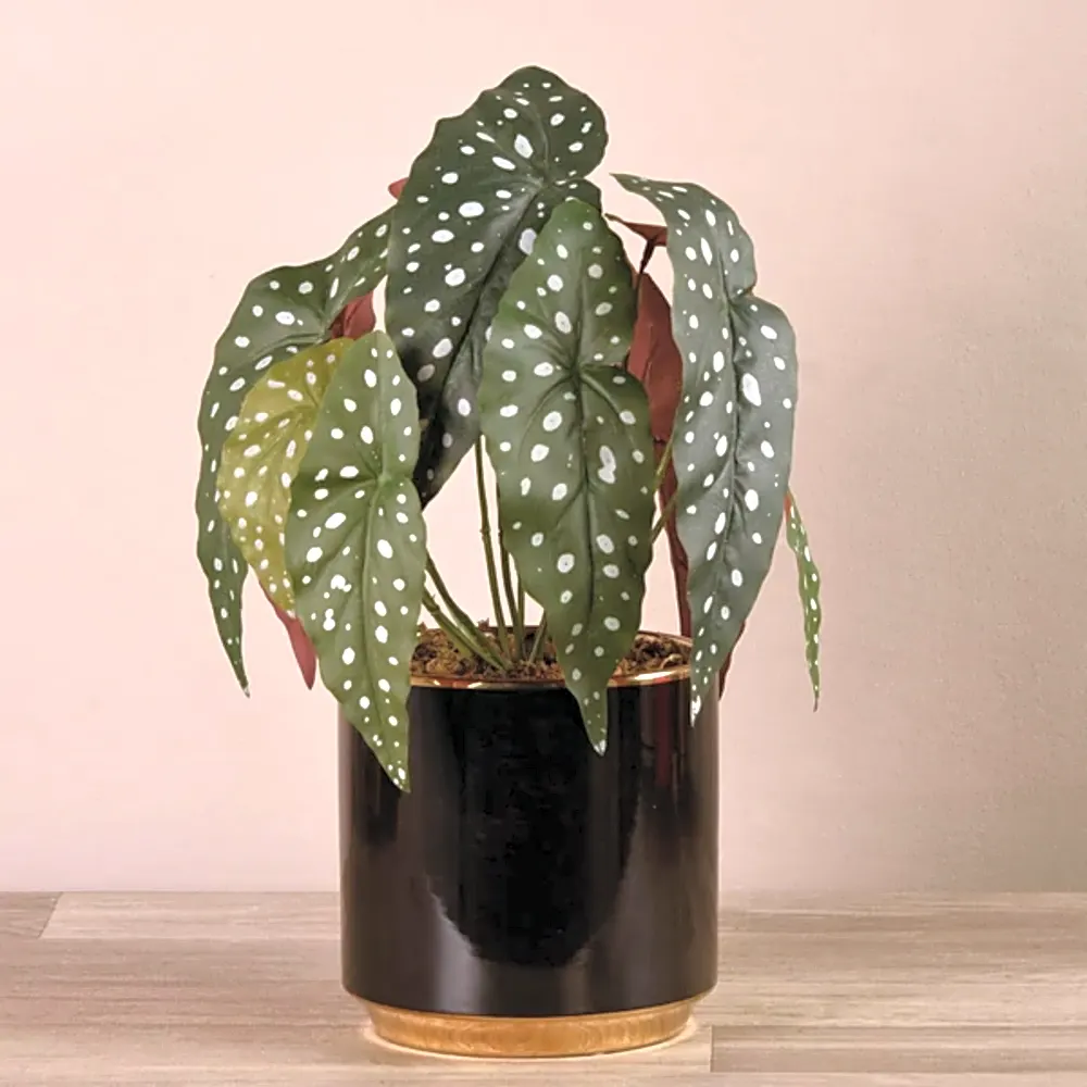 Artificial Begonia maculata Plant