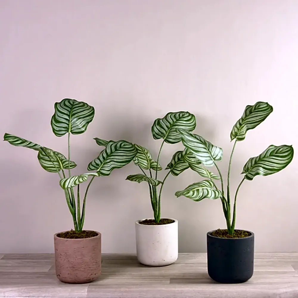Artificial Calathea Plant