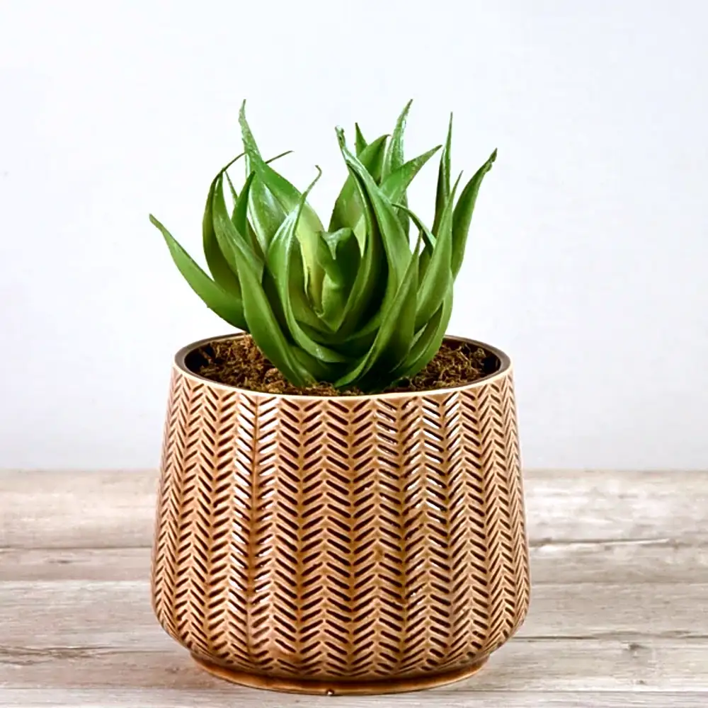 Artificial Aloe Plant