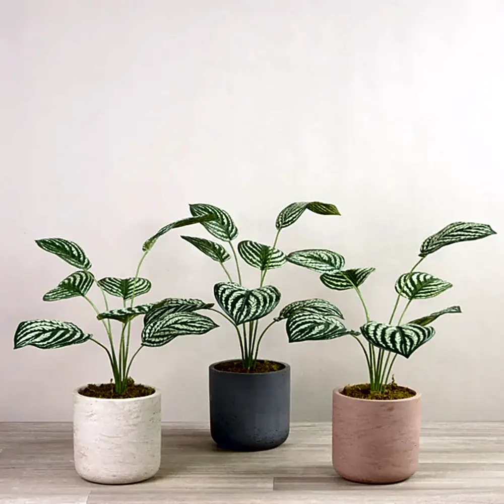 Artificial Peperomia Plant