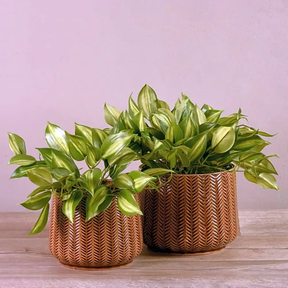 Artificial Vanilla Leaf Plant