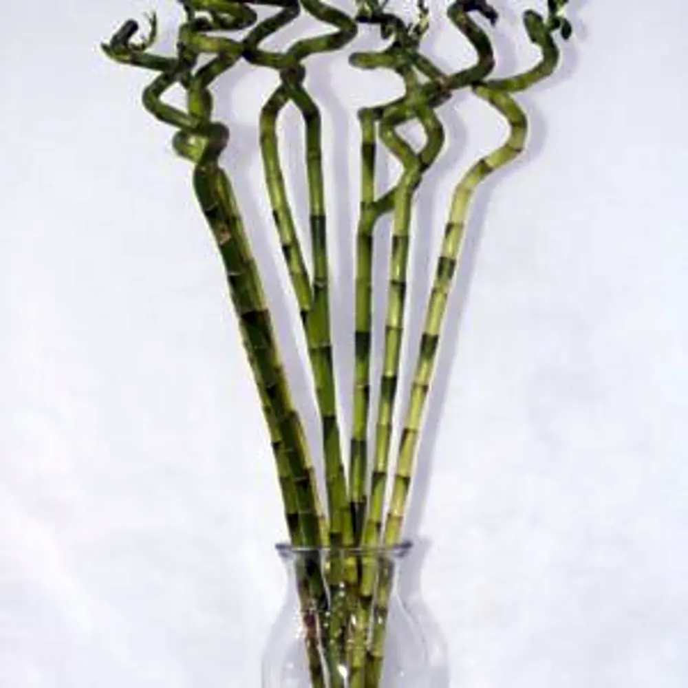 LUCKY BAMBOO WITH GLASS 70CM