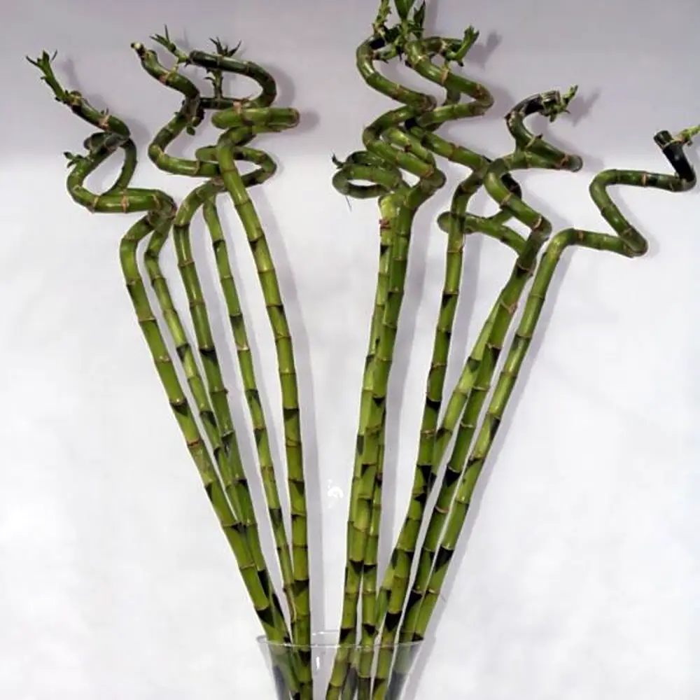 LUCKY BAMBOO WITH GLASS 100CM