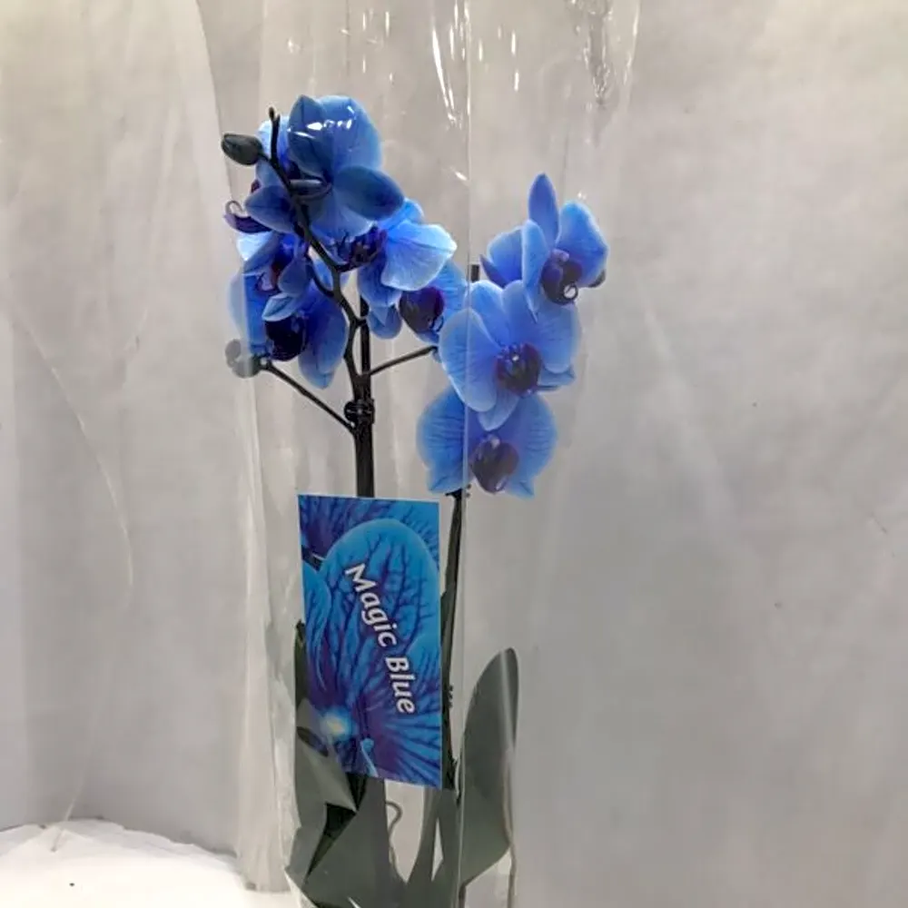 PHALAENOPSIS BLUE WITH CERAMIC N
