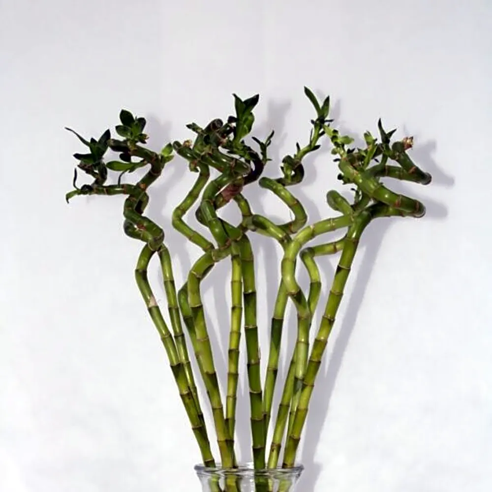 LUCKY BAMBOO WITH GLASS 60CM N