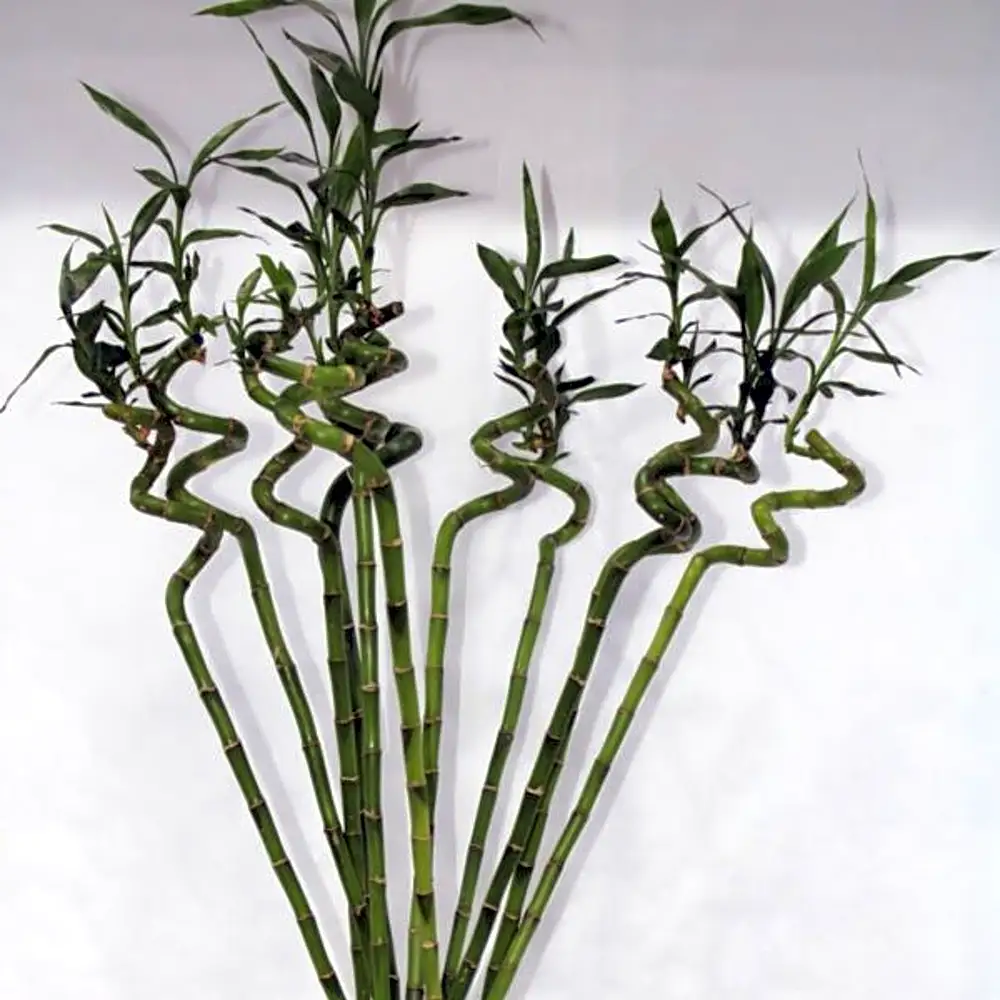 LUCKY BAMBOO WITH GLASS 80CM N