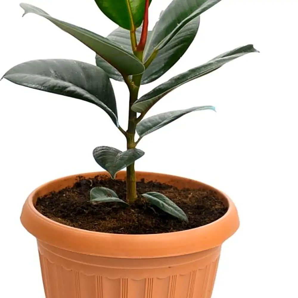 FICUS PLANT N
