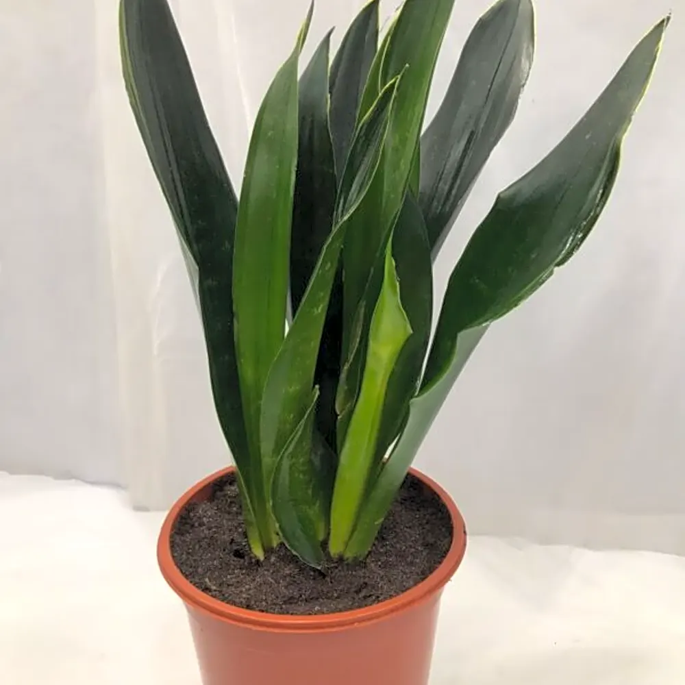 SNAKEPLANT GREEN N