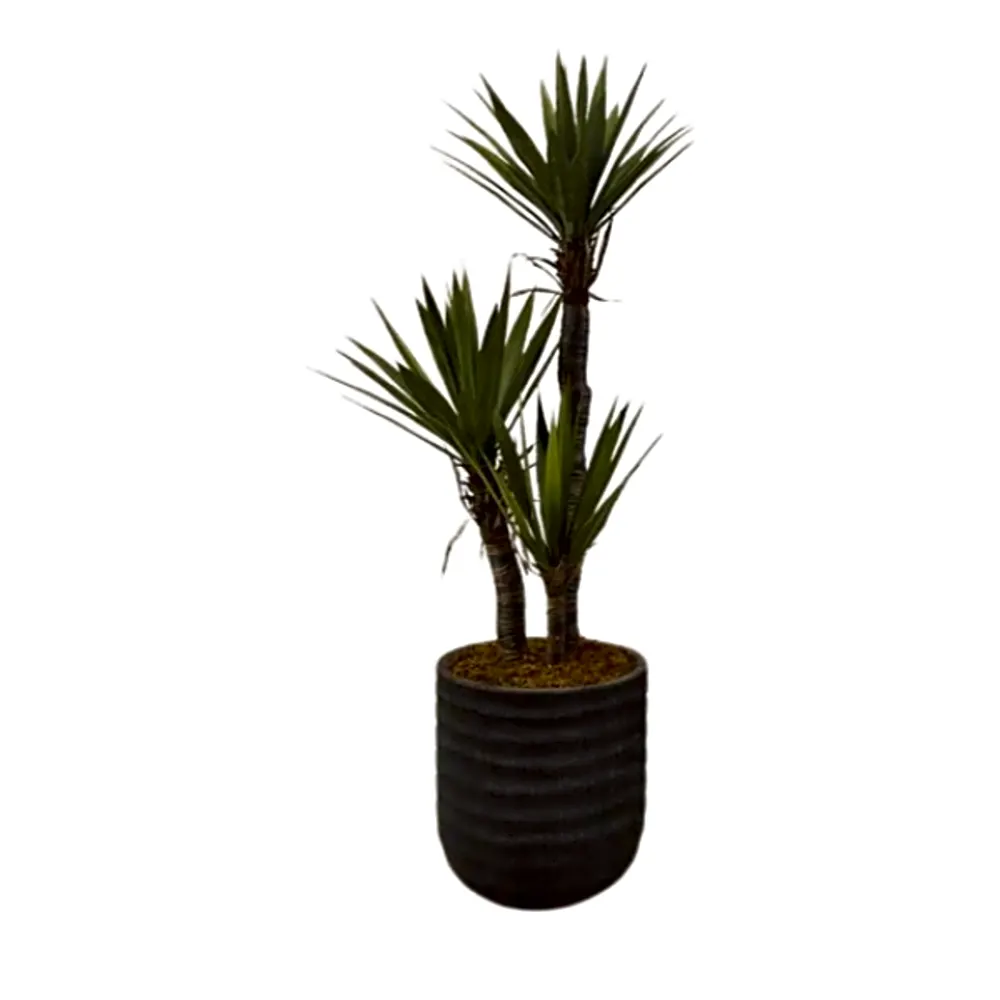 Artificial Yucca Plant.