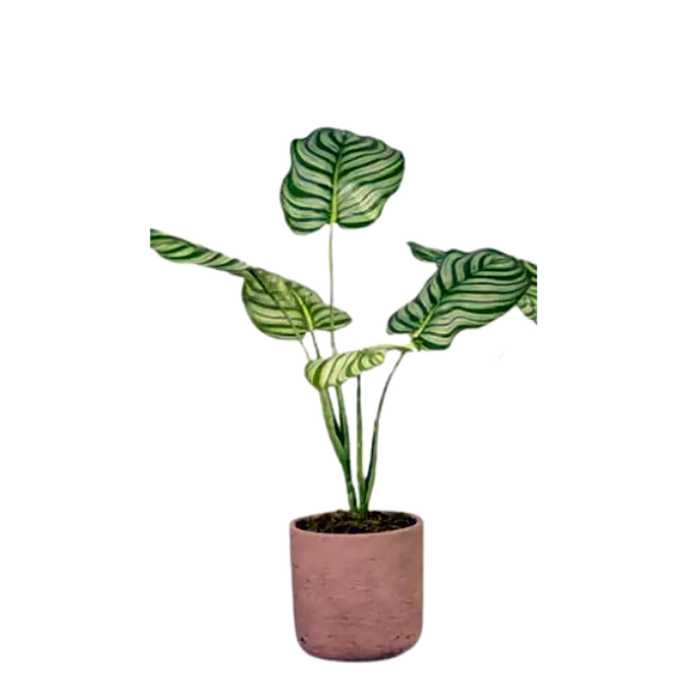 Artificial Calathea Plant.