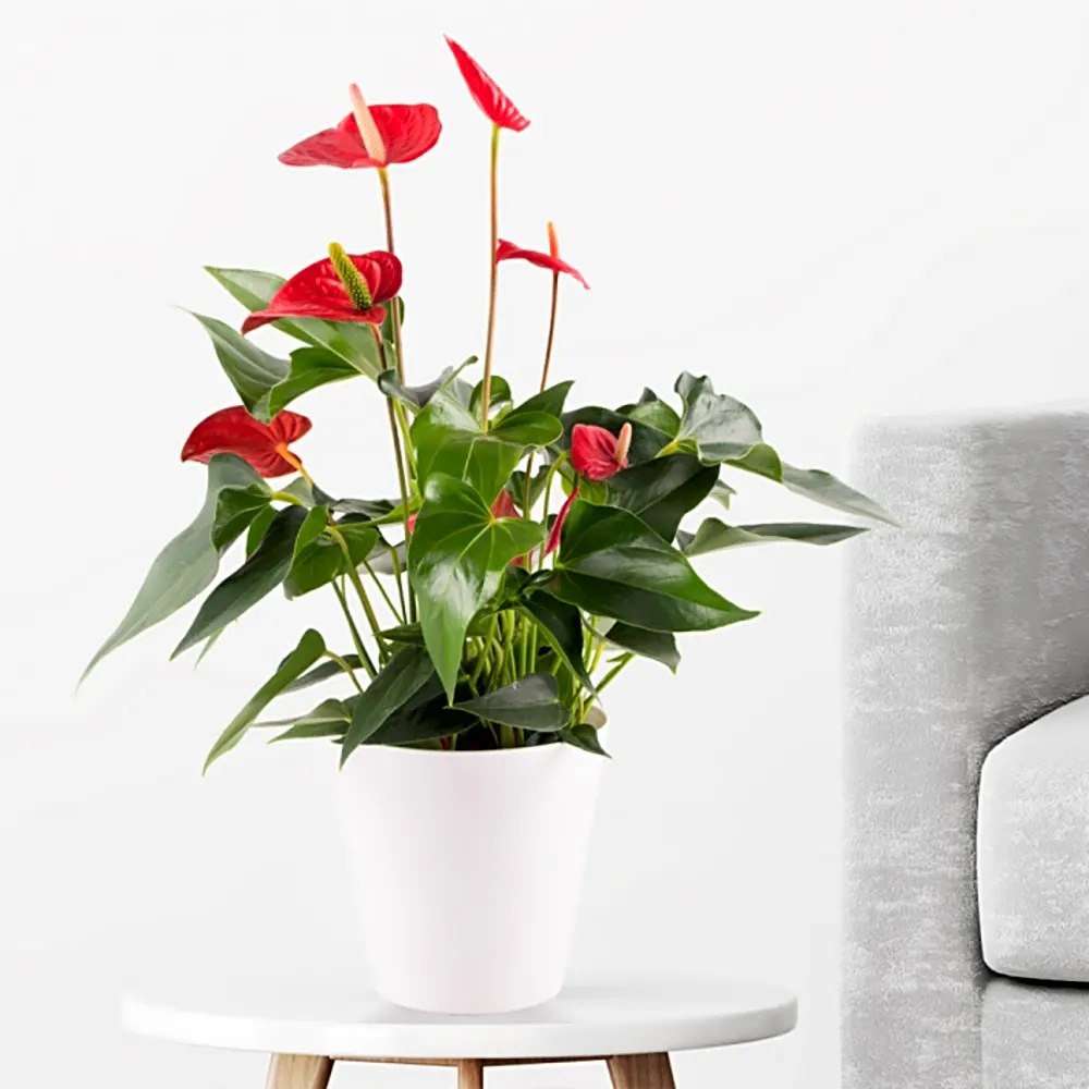 Flamingo Flower Red
