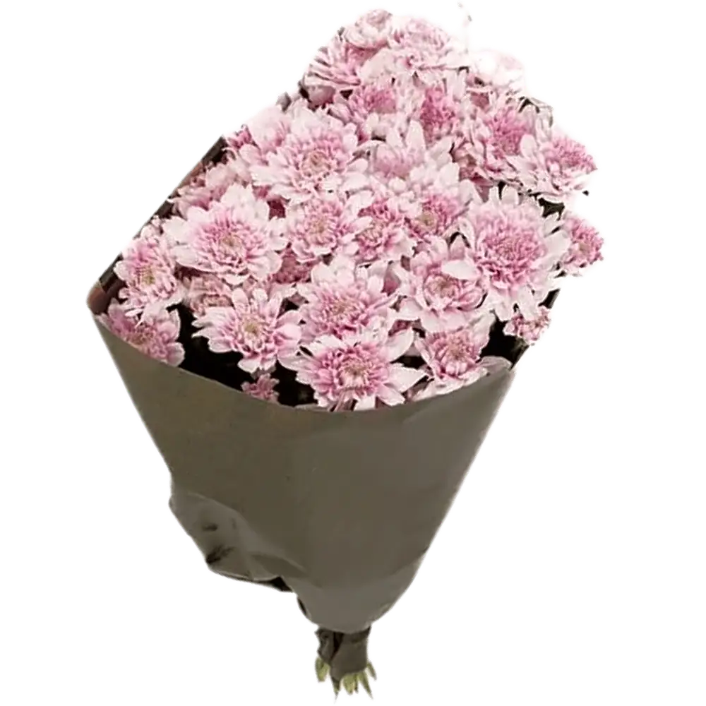 Chrysanthemen Verzweigt Rosa