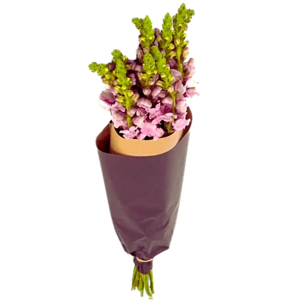 Löwenmäulchen Rosa