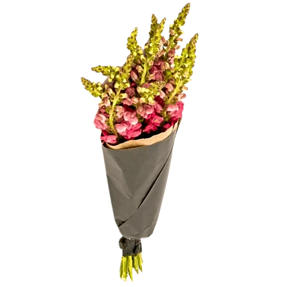 Löwenmäulchen Pink