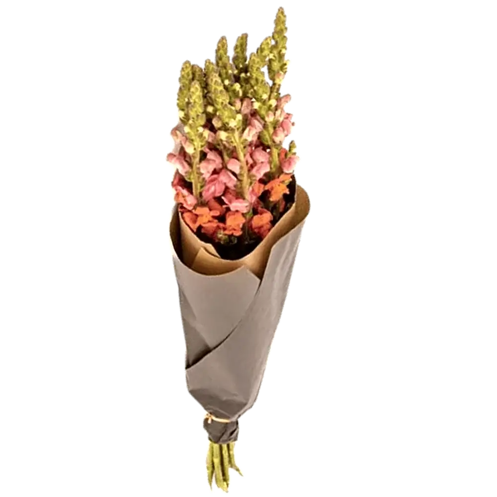 Löwenmäulchen Orange