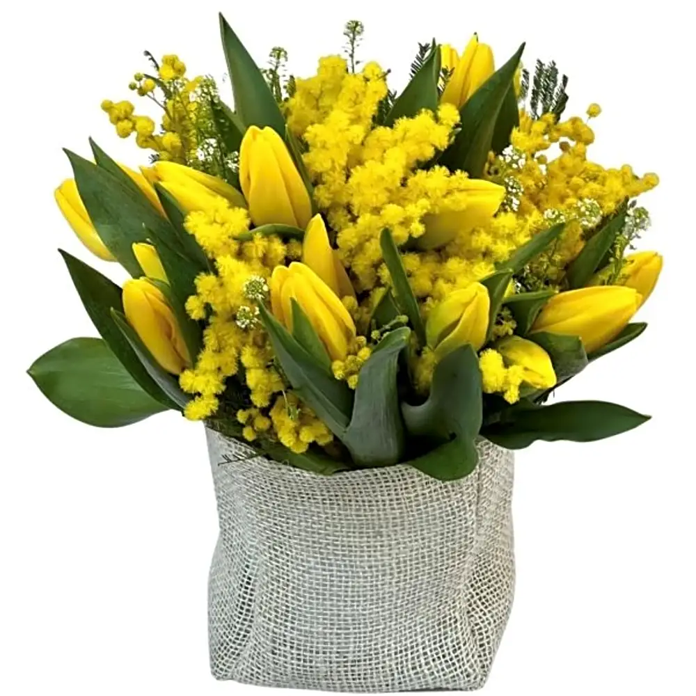 Mimosa e Tulipani |BD Fiorista