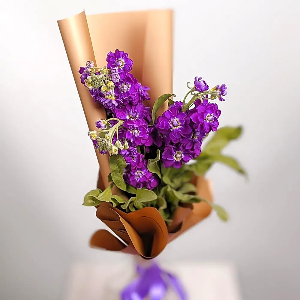 Three Violet matthiola