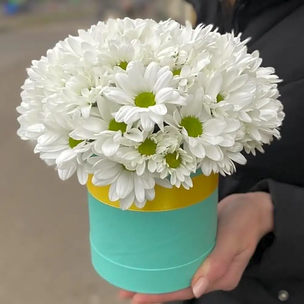 Delicate Chrysanthemums