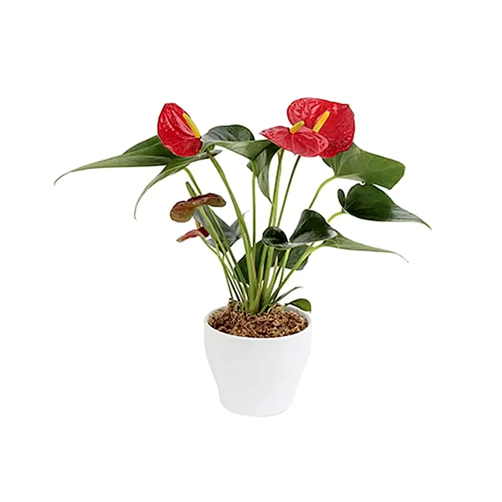 Anthurium Plant in Ceramic Pot
