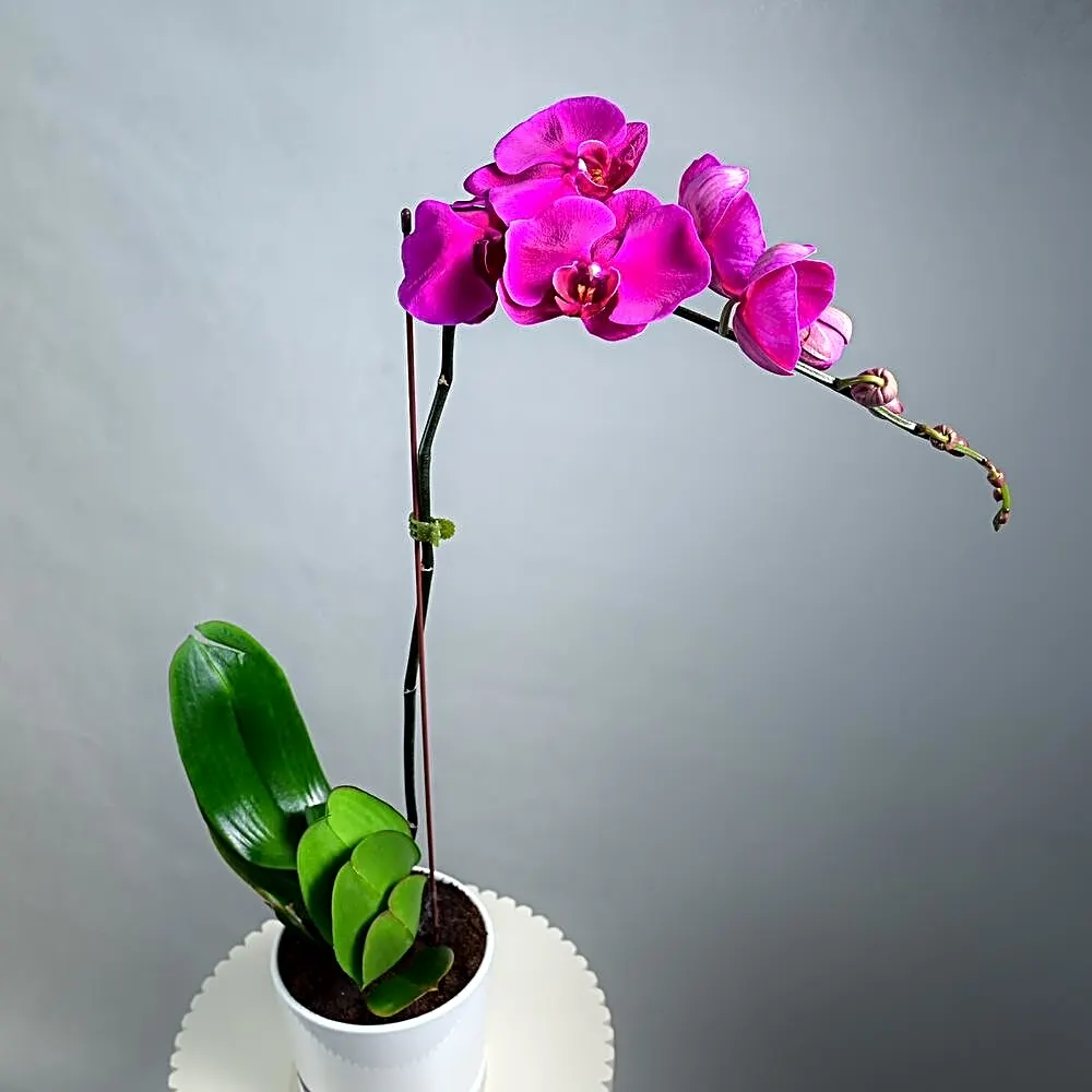 Purple Phalaenopsis Single Stem Plant-5503