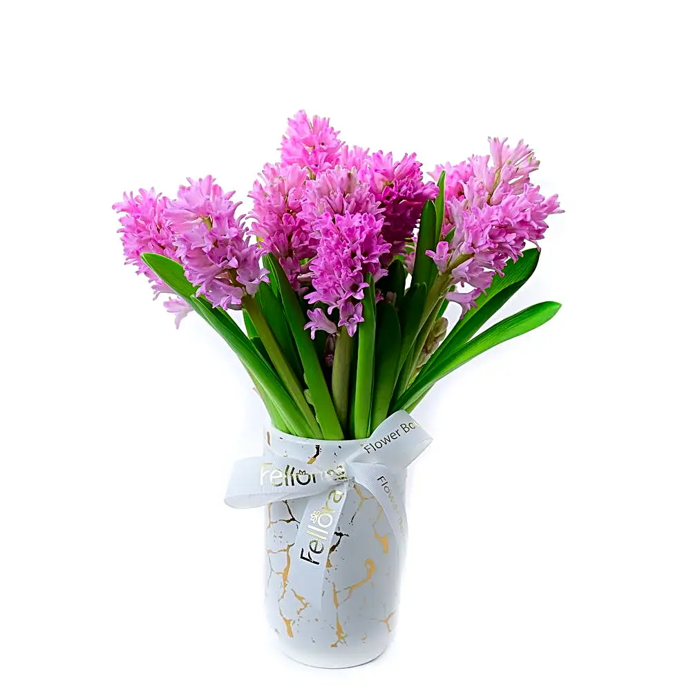 Hyacinth Oasis - Pink-1659