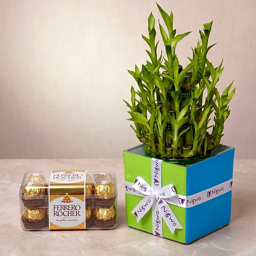 3 Layer Bamboo Plant and Chocolates For Birthday