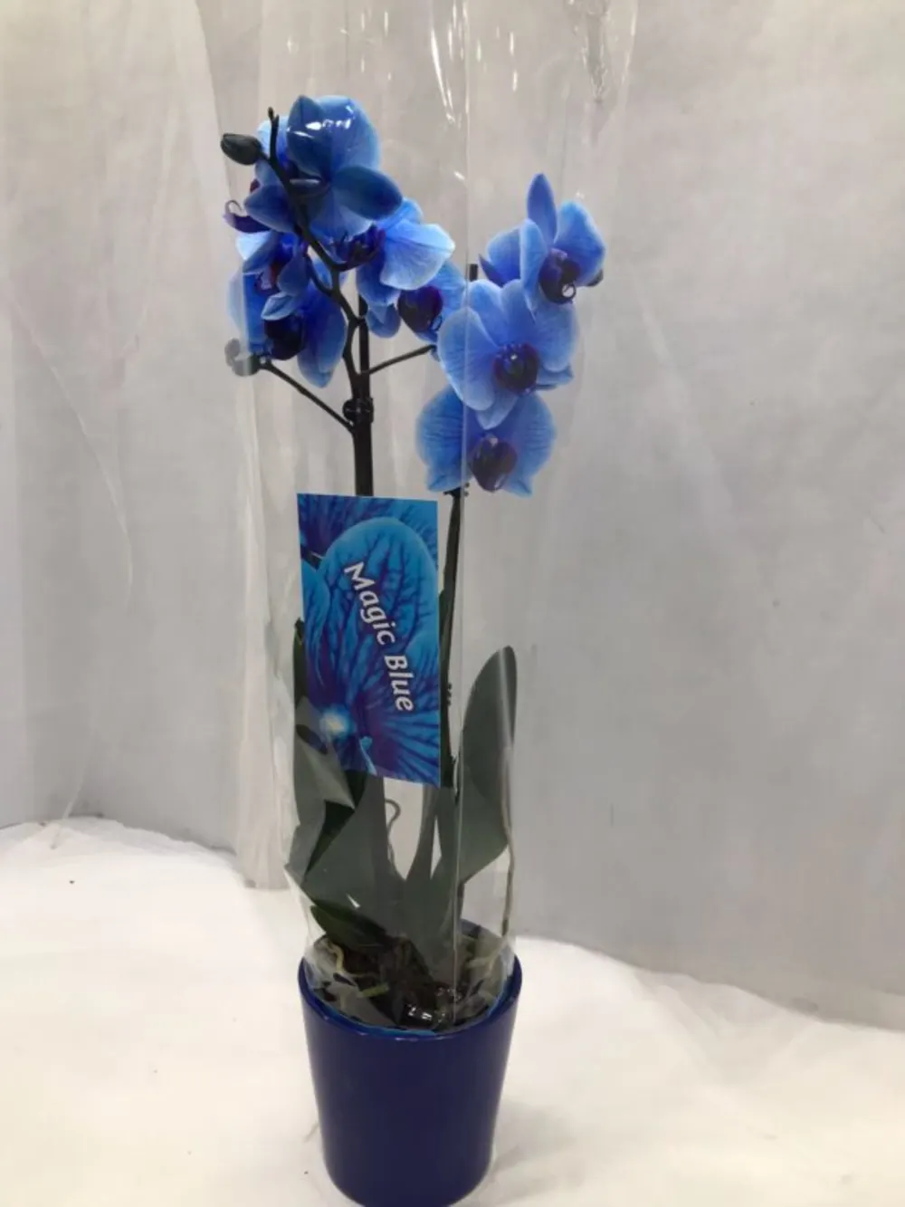 PHALAENOPSIS BLUE WITH CERAMIC