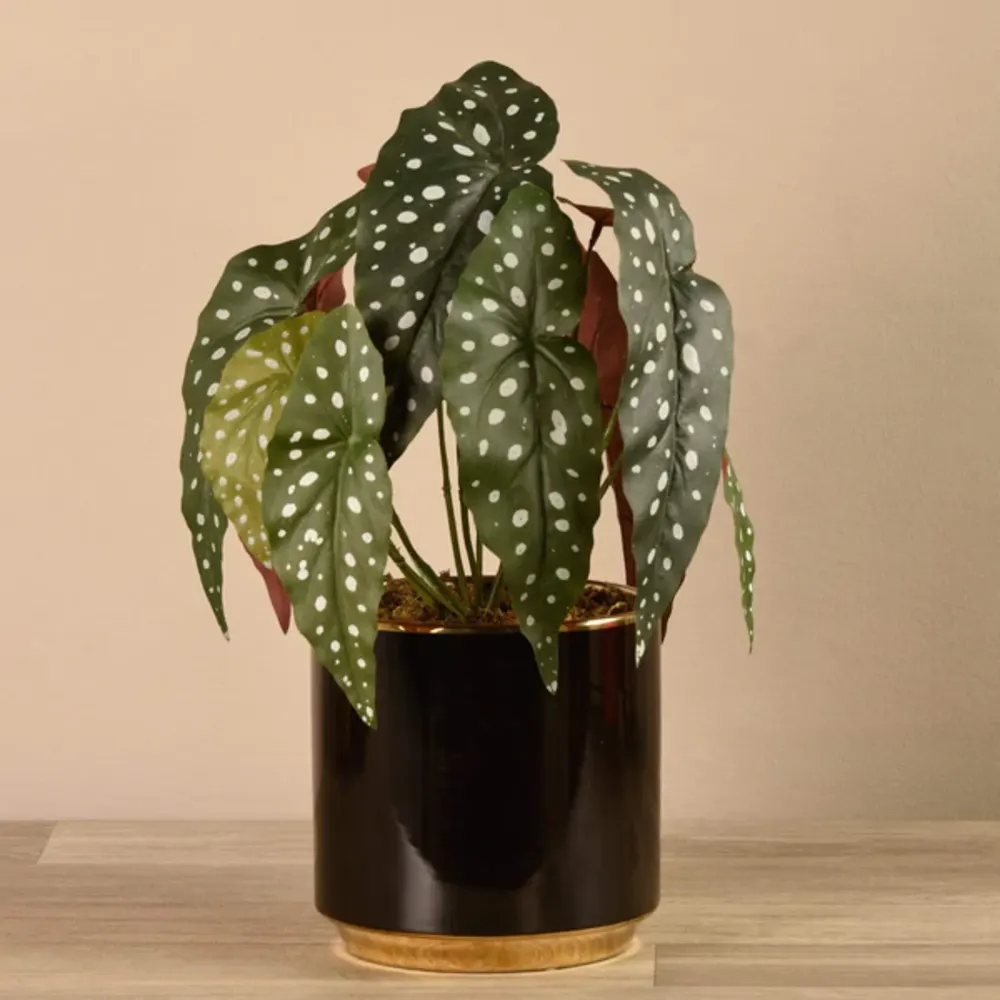Artificial Begonia maculata Plant