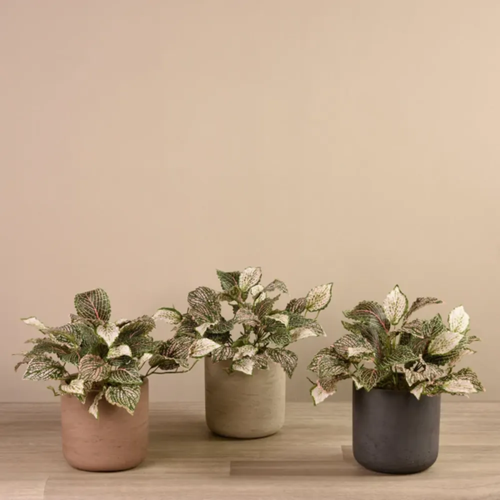 Artificial Fittonia Plant