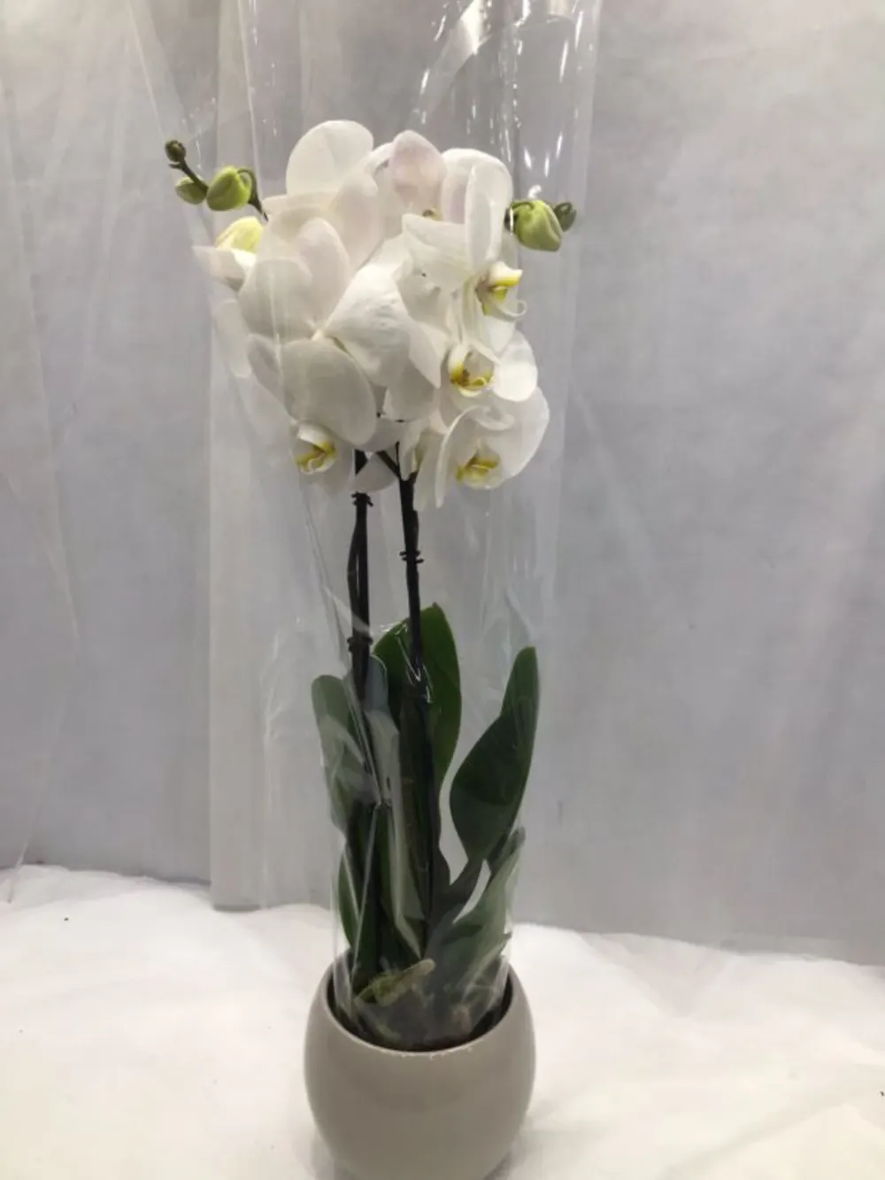 PHALAENOPSIS WHITE WITH CERAMIC N