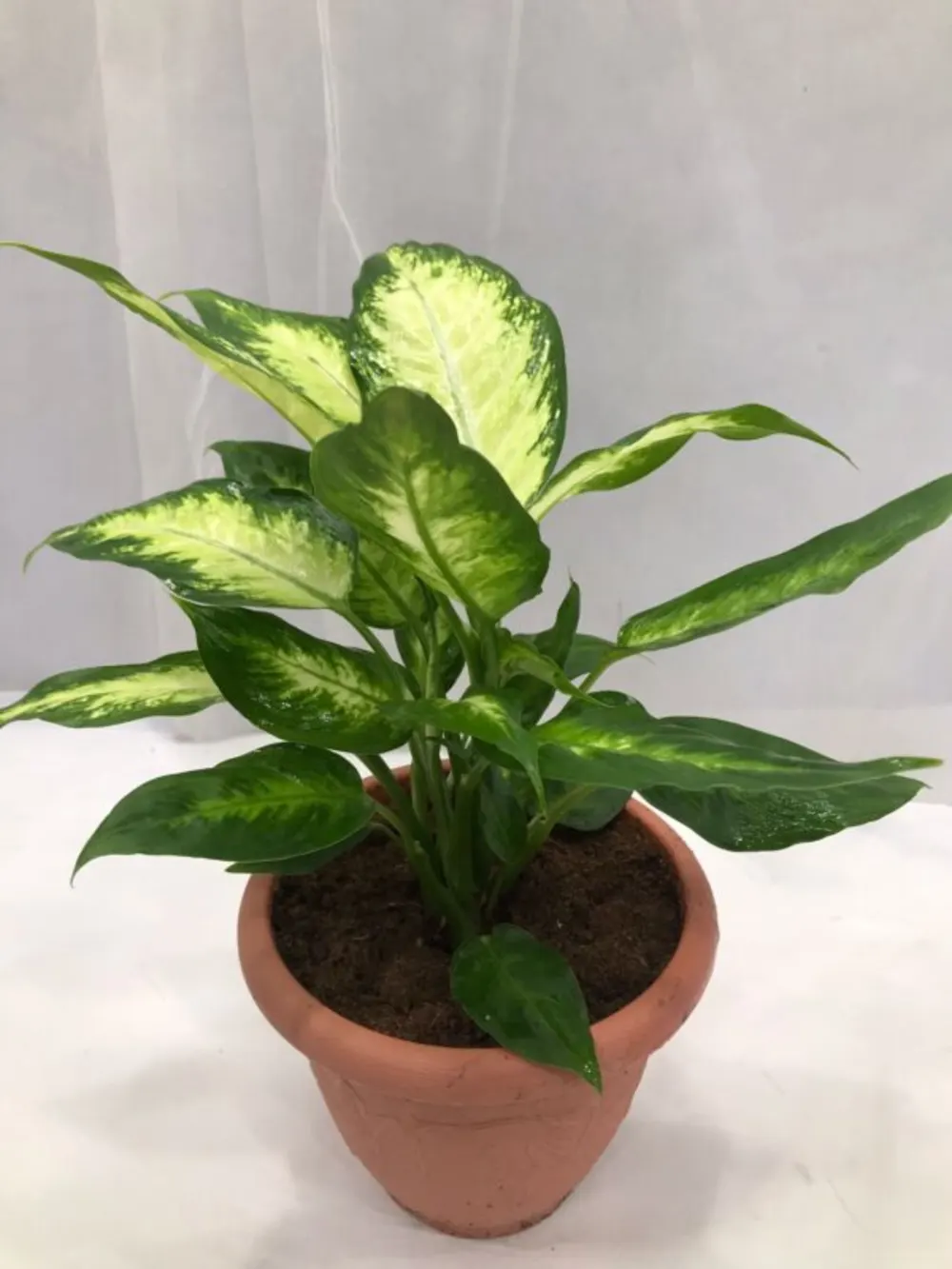 DIEFFENBACHIA N