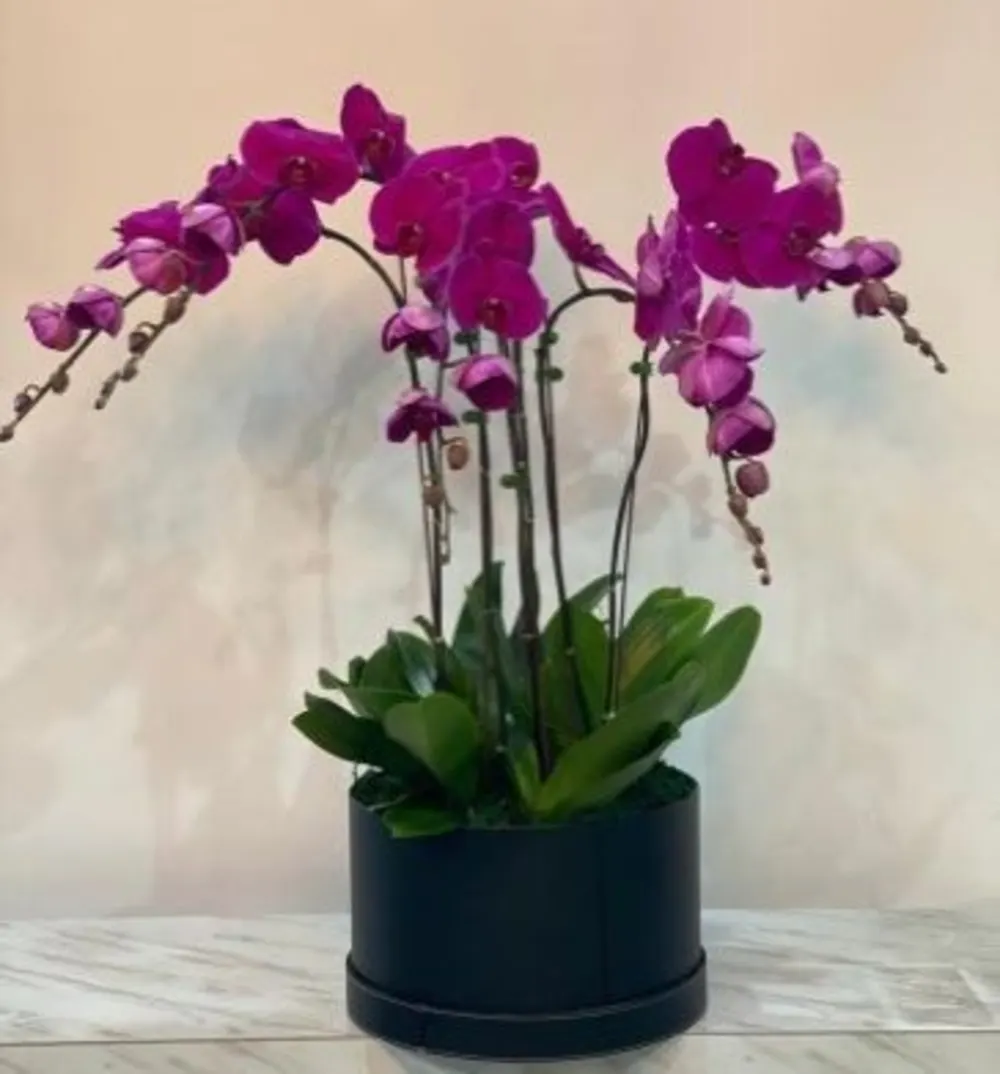 Purple/Dark Pink Orchids