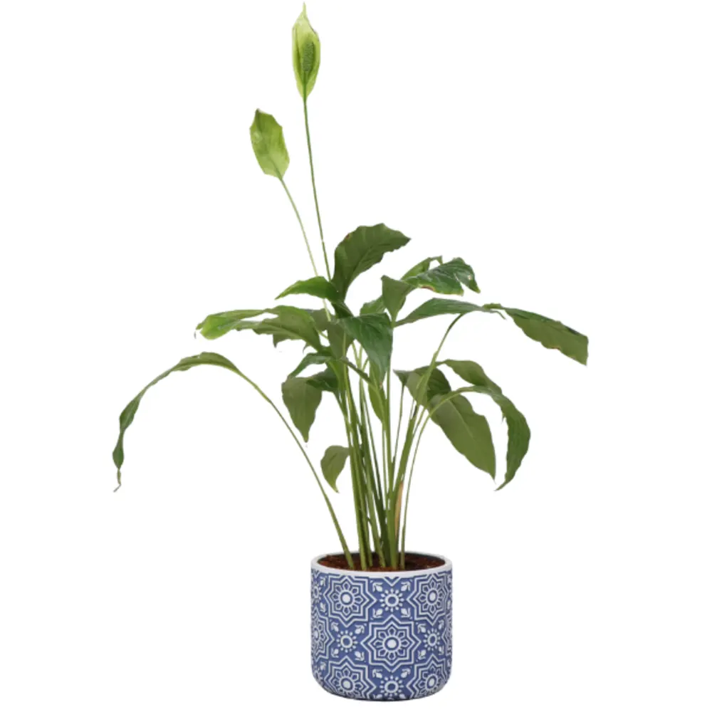 Peace Lily Plant