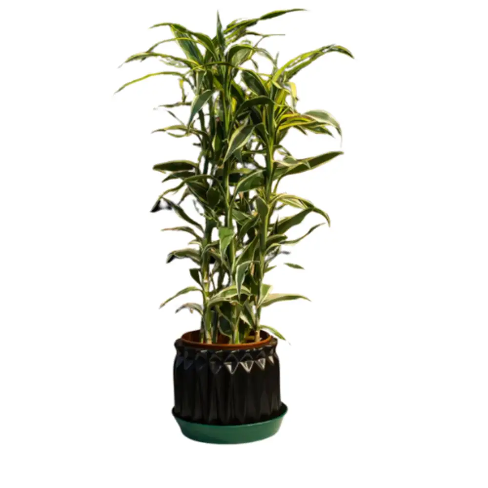 DRACAENA PLANT