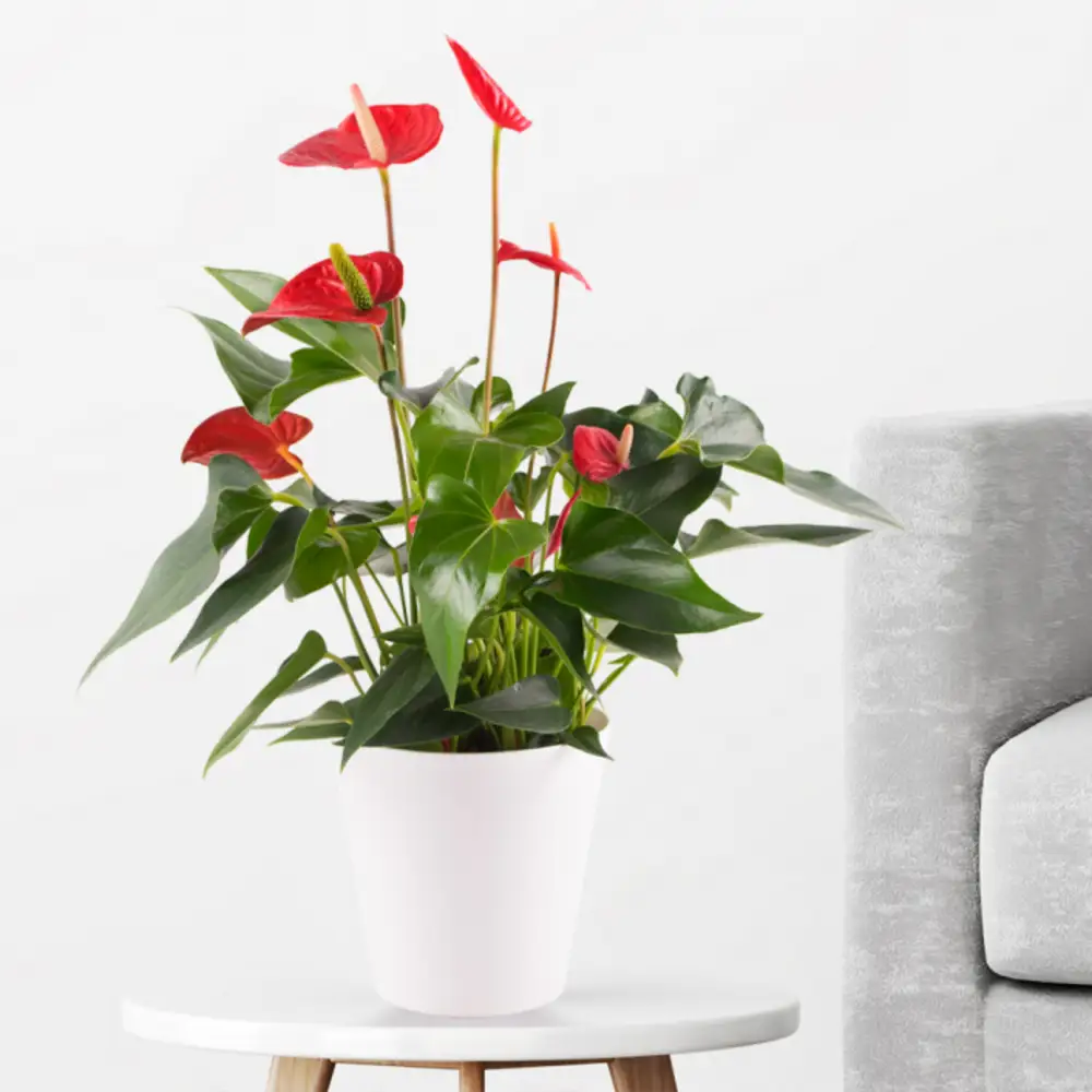 Flamingo Flower Red