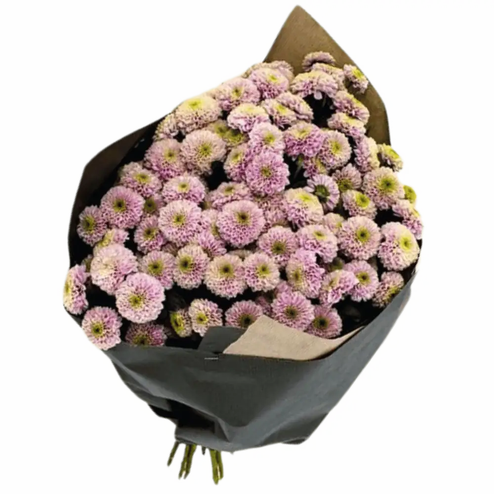 Chrysanthemen Santini Rosa