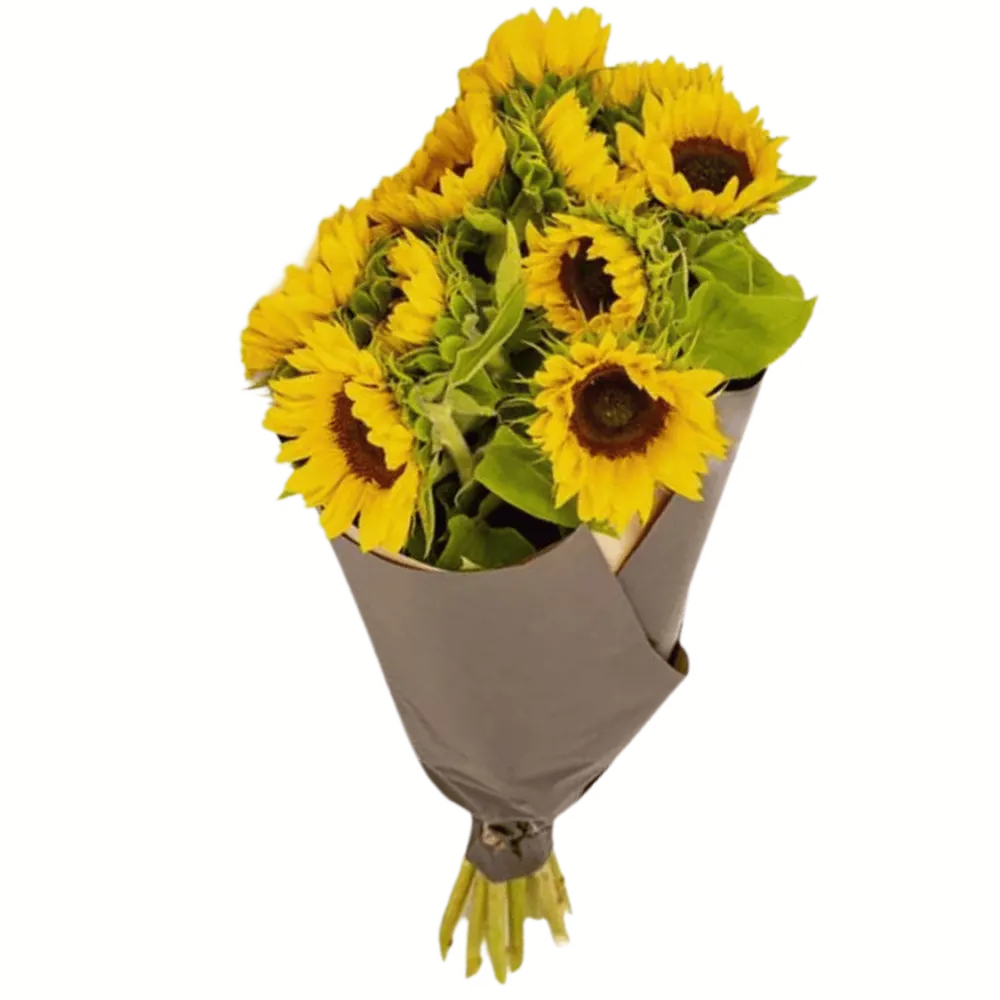 Sonnenblumen1