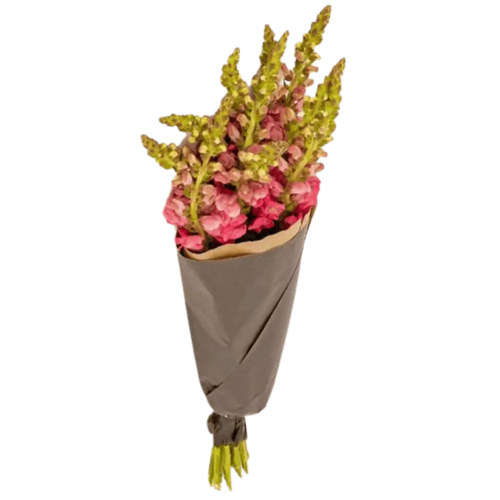 Löwenmäulchen Pink