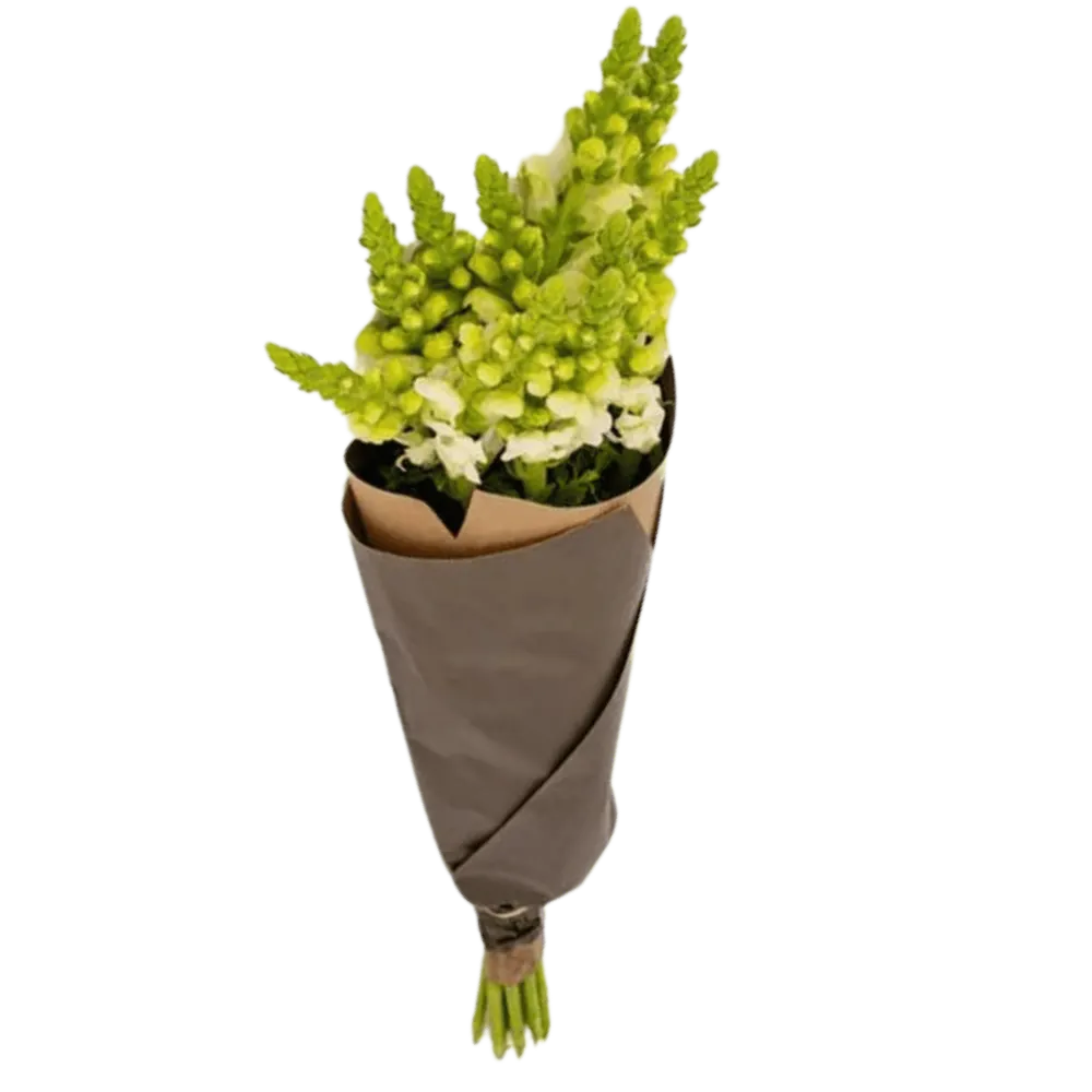 Löwenmäulchen Weiss