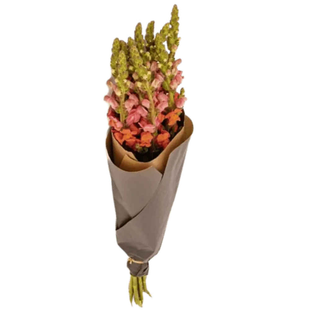 Löwenmäulchen Orange