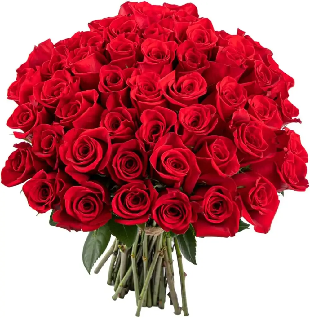 77 Rose Rosse Scintillanti