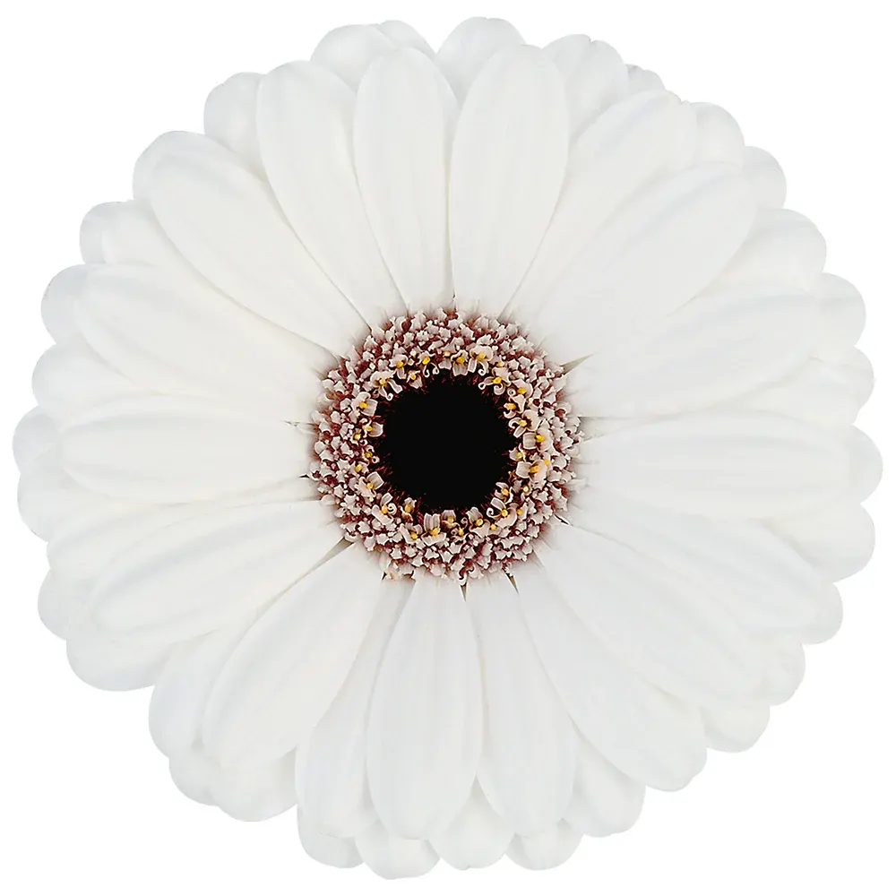 Gerbera white