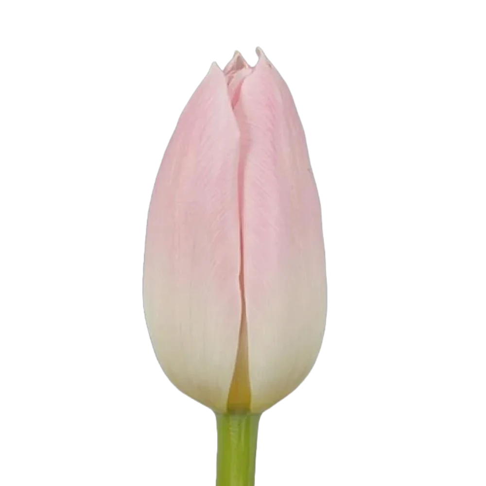 Tulip Pink